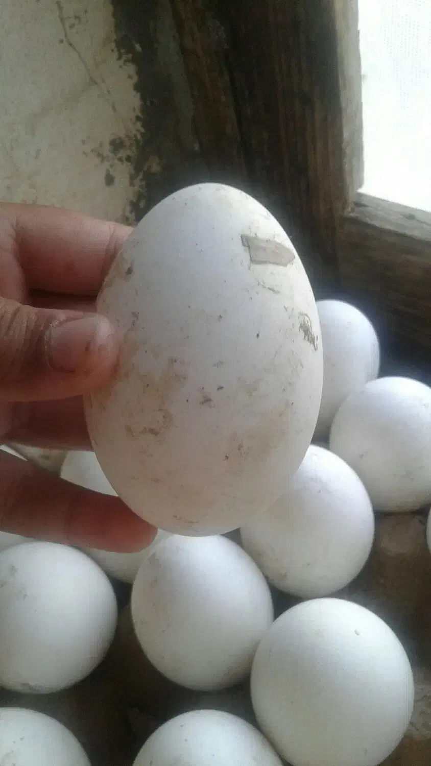 تخم مرغ|حیوانات مزرعه|سیمین شهر, |دیوار