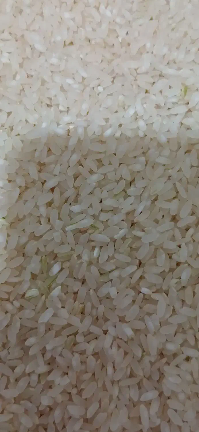 برنج کامفیروزی اصل|خوردنی و آشامیدنی|شیراز, شهرک مطهری|دیوار