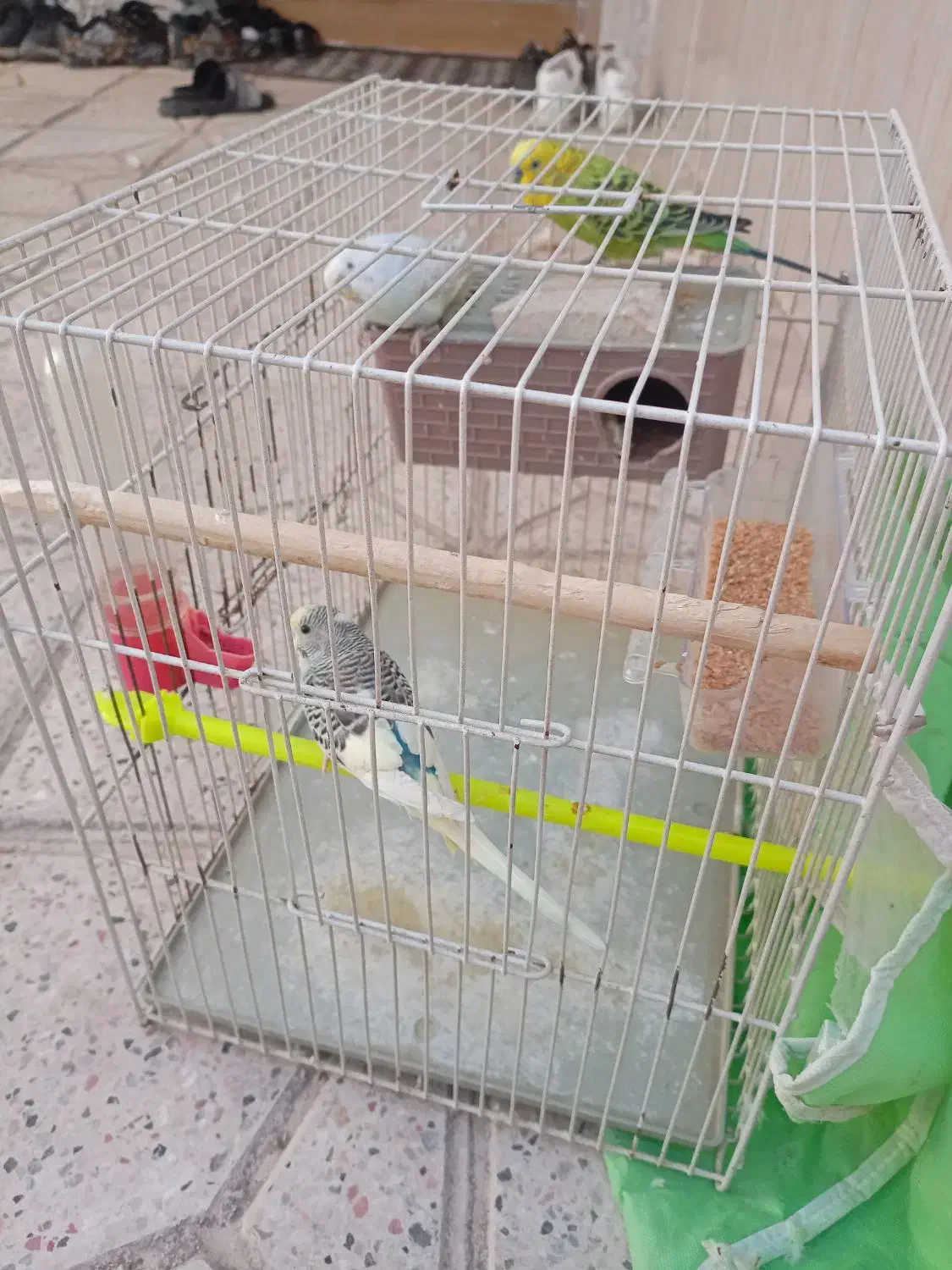 ۳عدد مرغ عشق با لوازم|پرنده|مشهد, خواجه ربیع|دیوار