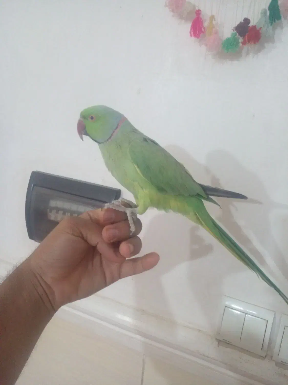 طوطی ملنگو نر دستی سخنگو|پرنده|بم, |دیوار