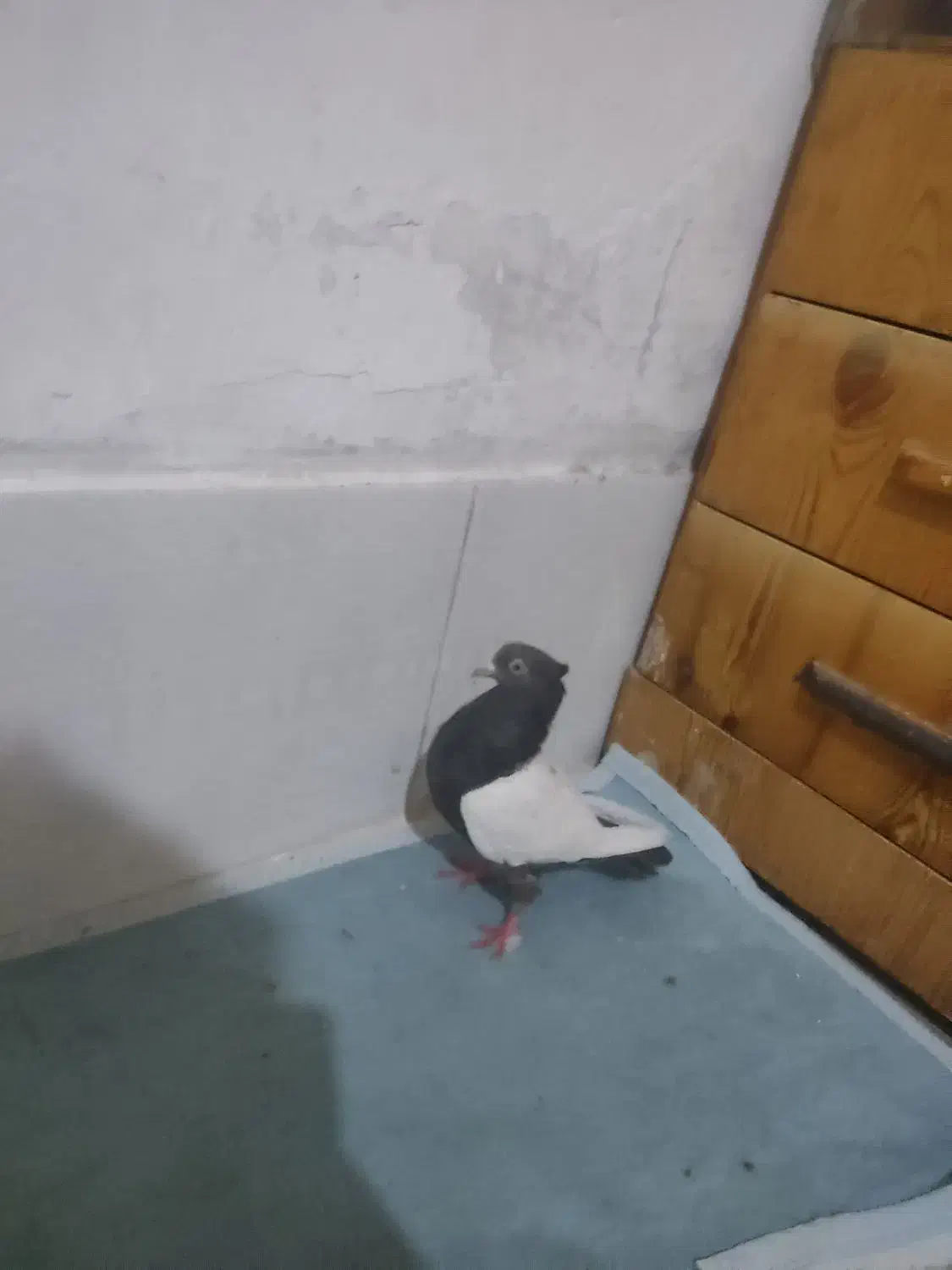 دوتا ماده سینه ابی یا سوسنی با سینه قهویی|پرنده|شیراز, شاپورجان|دیوار