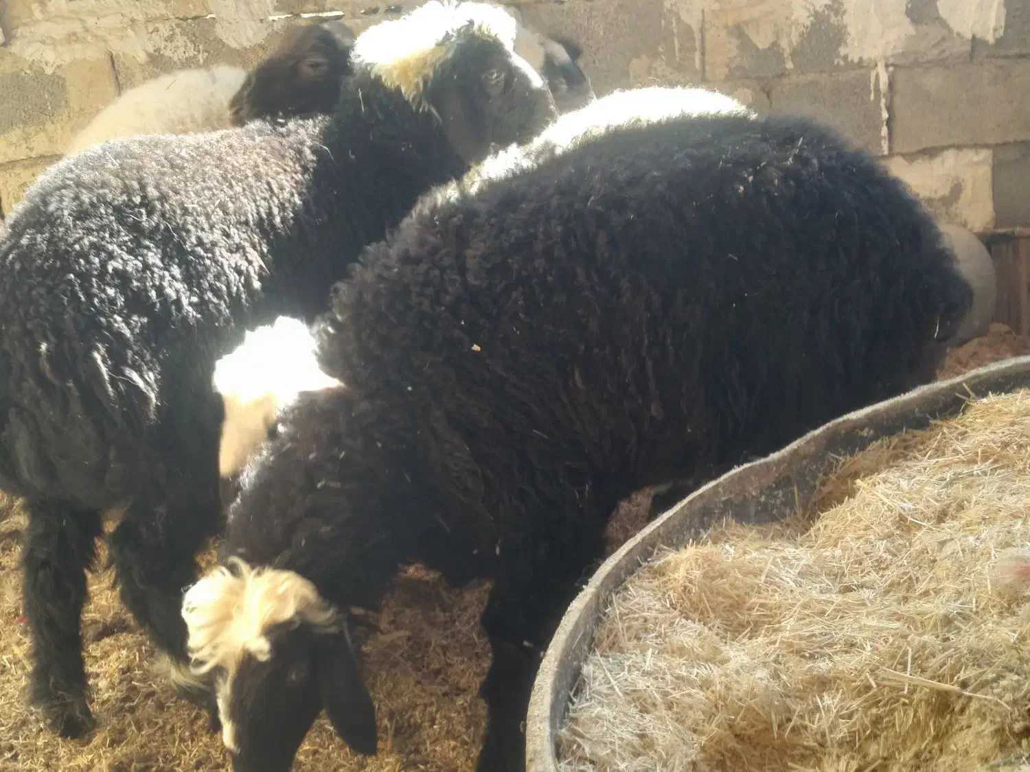 بره چاق|حیوانات مزرعه|خرمشهر, |دیوار