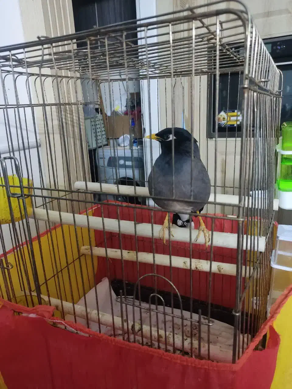 مینا سخنگو بالای 30 کلمه و جمله گو|پرنده|قم, باسکول|دیوار