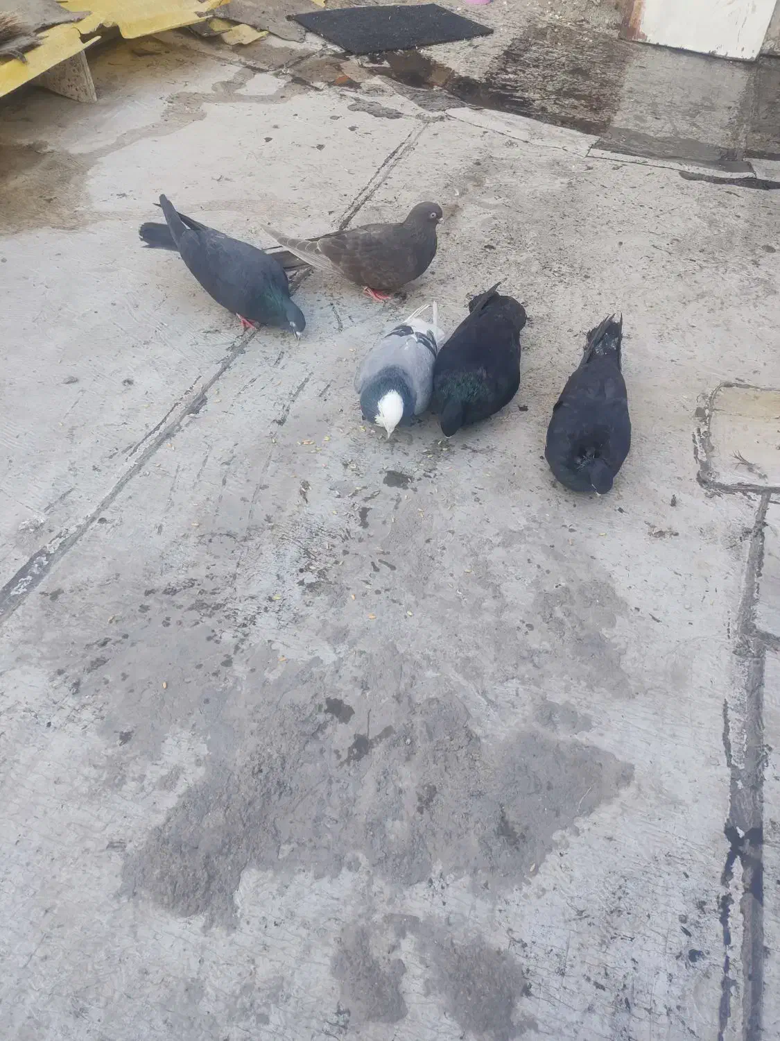 کبوترای قطعه دار|پرنده|ارومیه, |دیوار