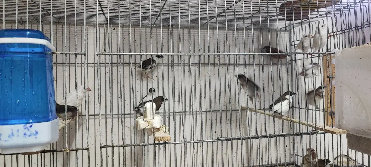 فنچ بنگالی|پرنده|سبزوار, غرب نیروگاه|دیوار