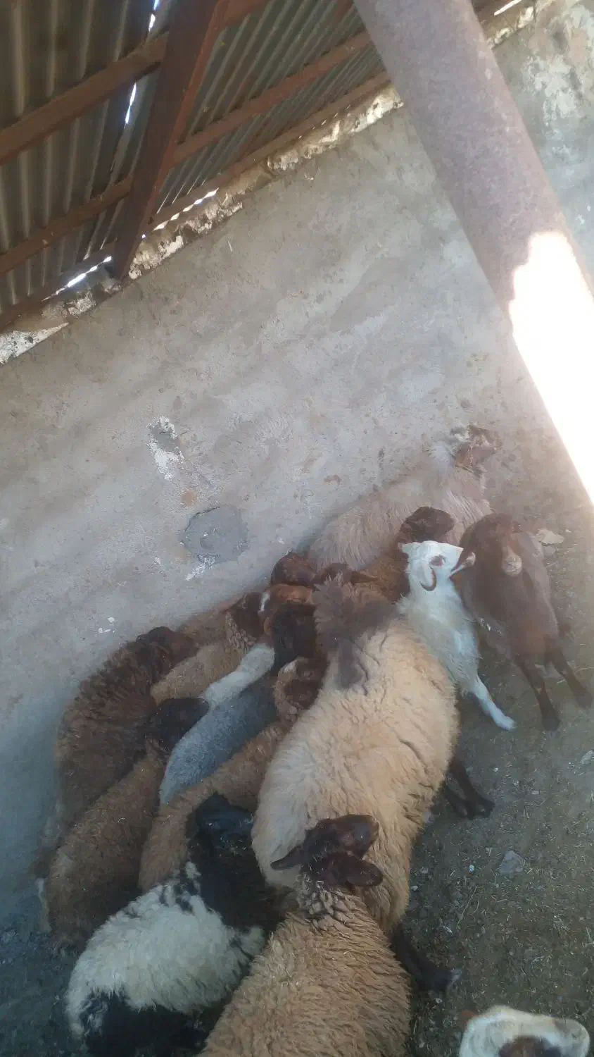 برهنر بزغالهنر|حیوانات مزرعه|کاشان, فاز ۲ ناجی آباد|دیوار