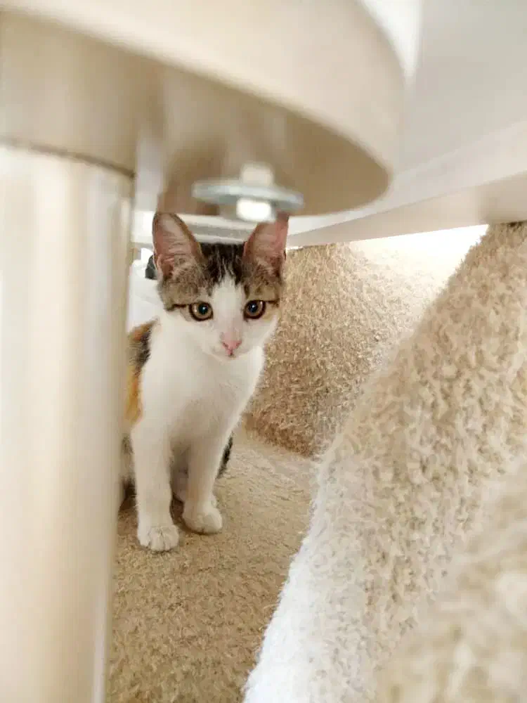 پیشی|گربه|تهران, نیروی هوایی (پیروزی)|دیوار