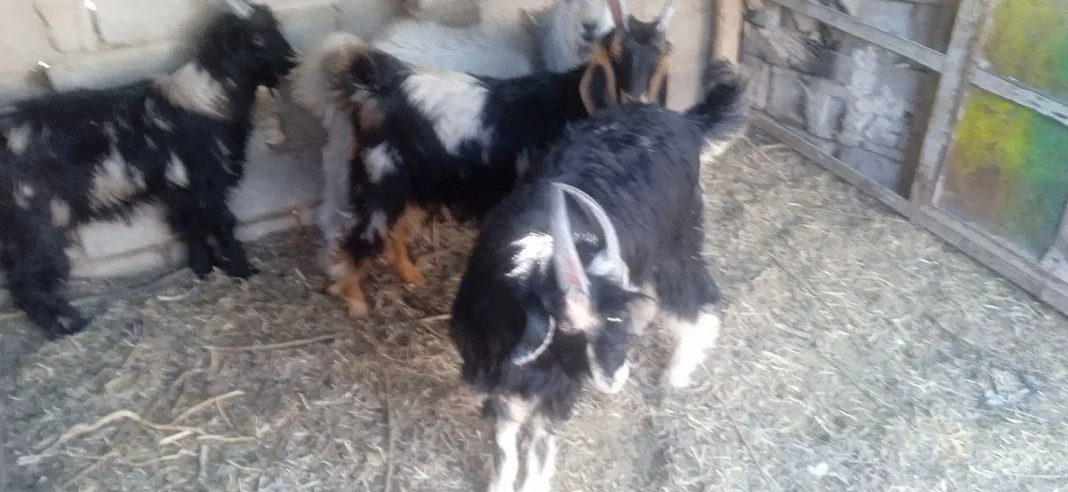 فروش 20راس کهره نر|حیوانات مزرعه|فسارود, |دیوار