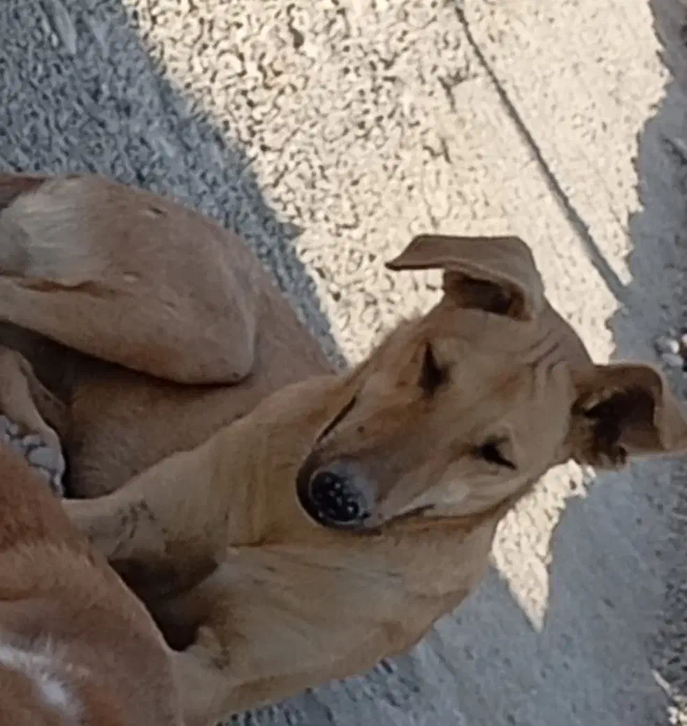 نیروی کاربرای پناهگاه سگها|استخدام سرایداری و نظافت|بندرعباس, |دیوار