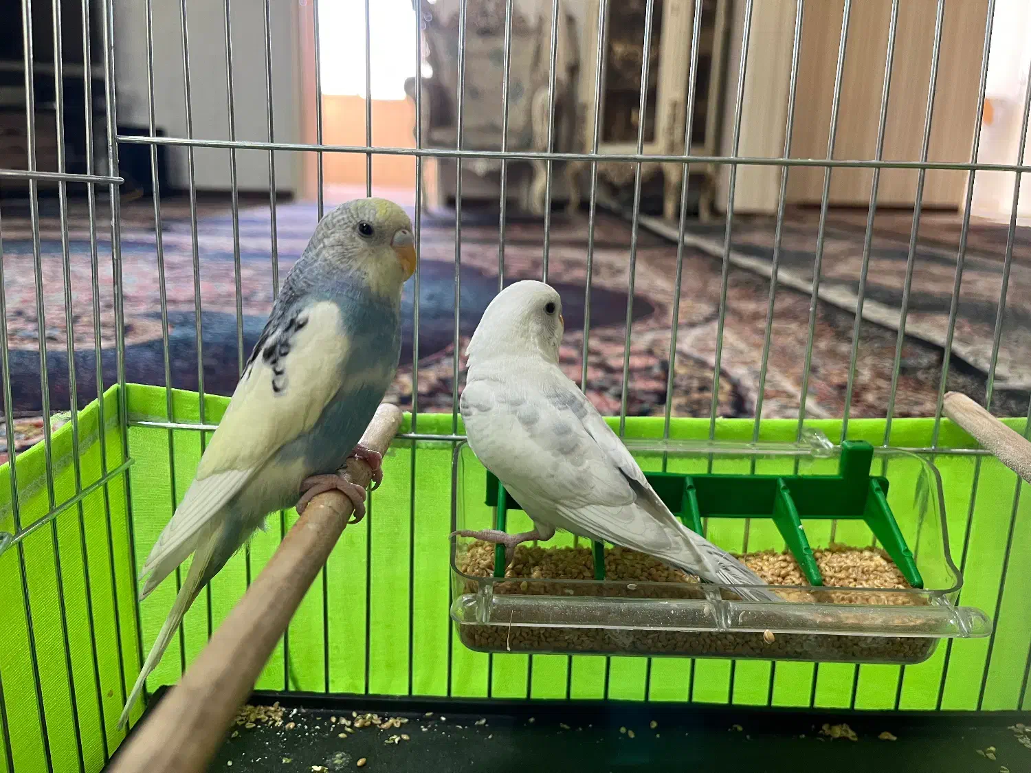 قناری .سهره. مرغ عشق|پرنده|قرچک, شهرک طلائیه|دیوار