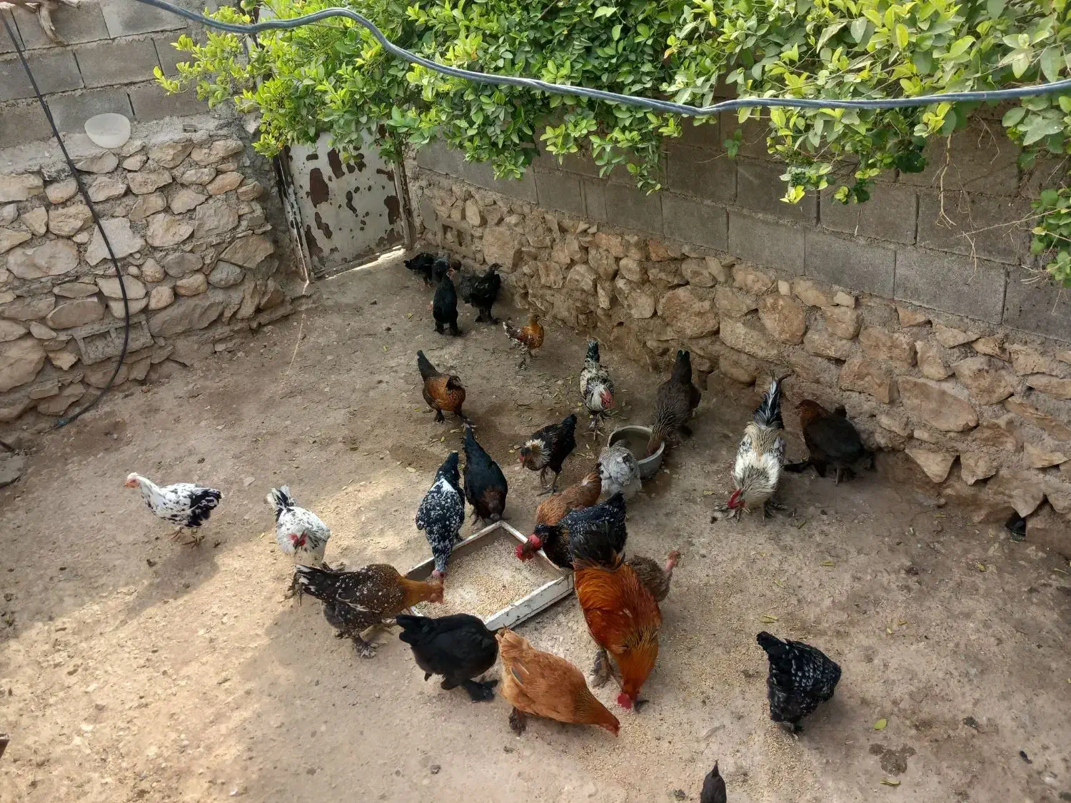 فروش مرغ و خروس محلی دیلگونی|حیوانات مزرعه|چرام, |دیوار