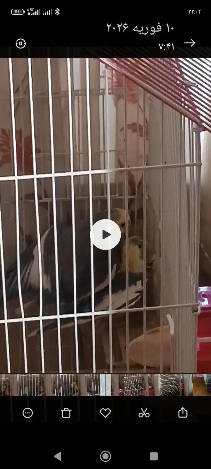 گمشده|حیوانات|یاسوج, |دیوار