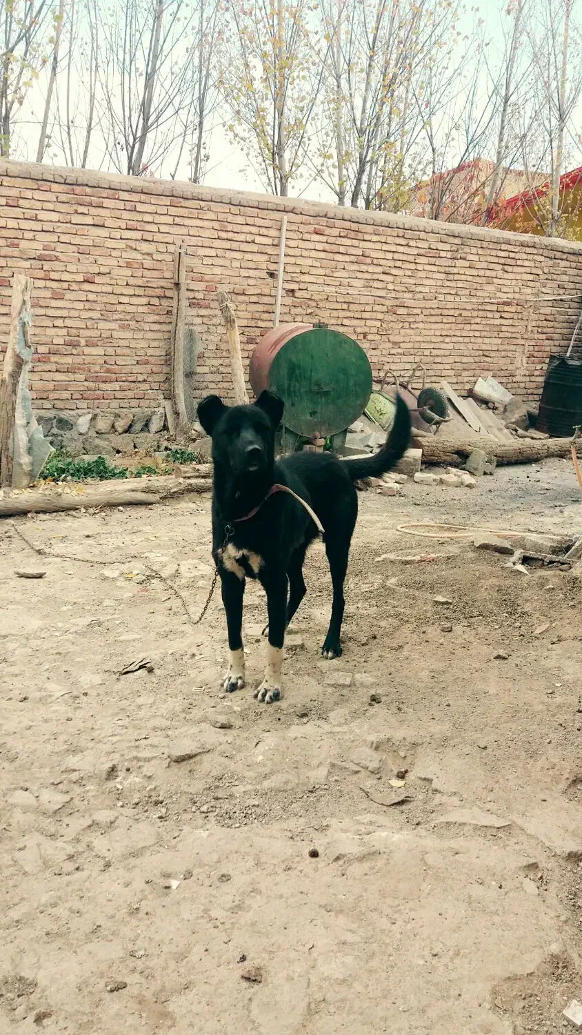 سگ نگهبان|سگ|نیر (اردبیل), |دیوار