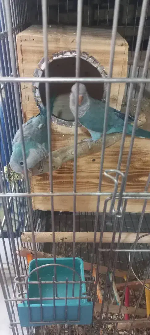 راهب ابی مولد|پرنده|شیراز, فرگاز|دیوار