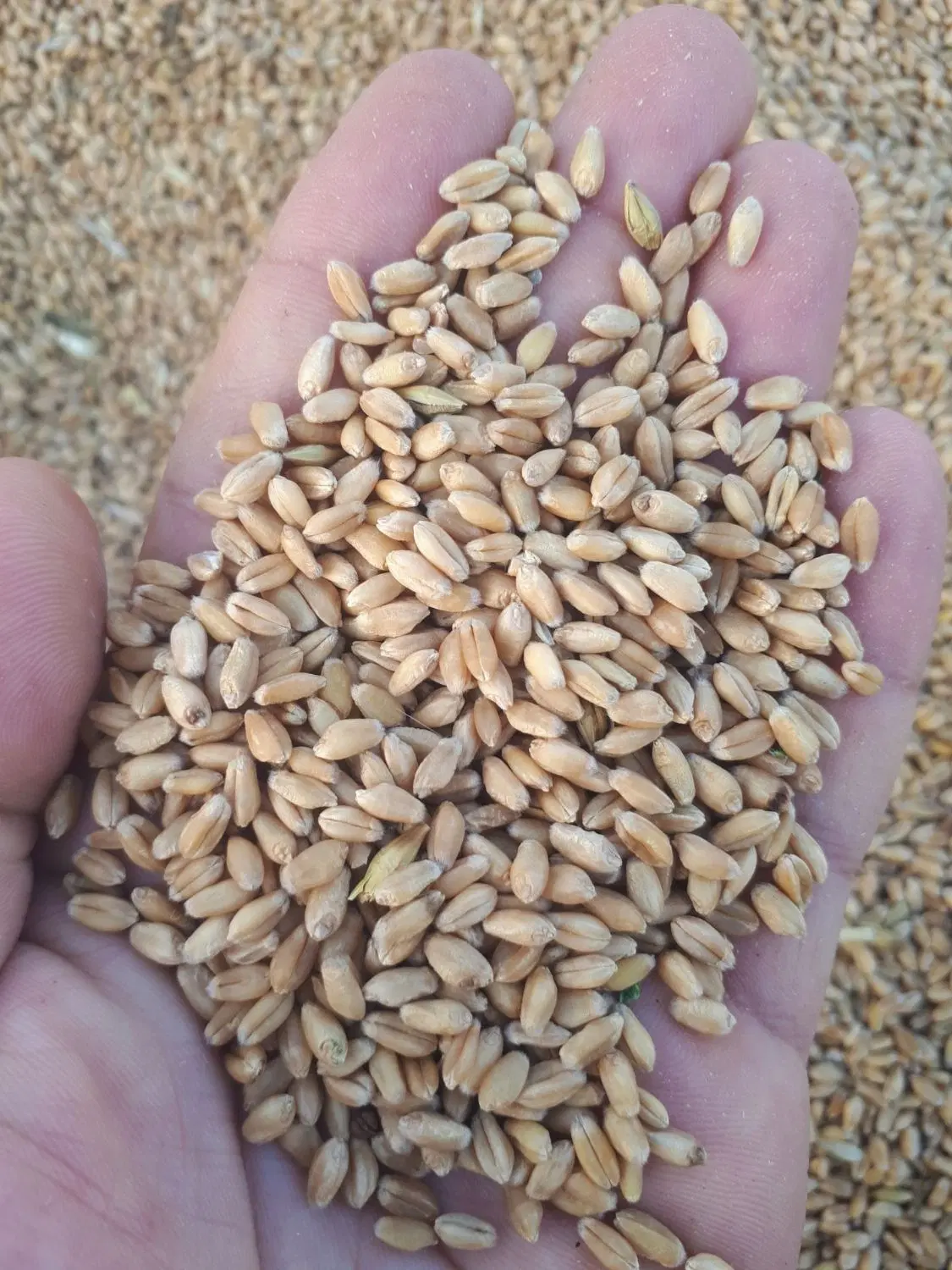 گندم|خدمات باغبانی و درختکاری|شادگان, |دیوار