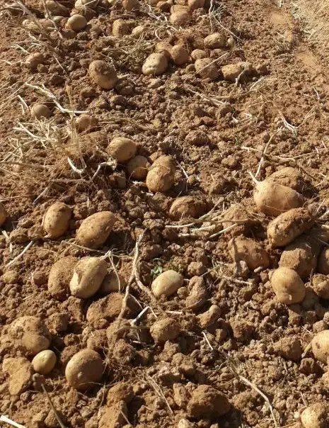 فروش 400کیلو سیب زمینی درجه یک|خوردنی و آشامیدنی|دهگلان, |دیوار