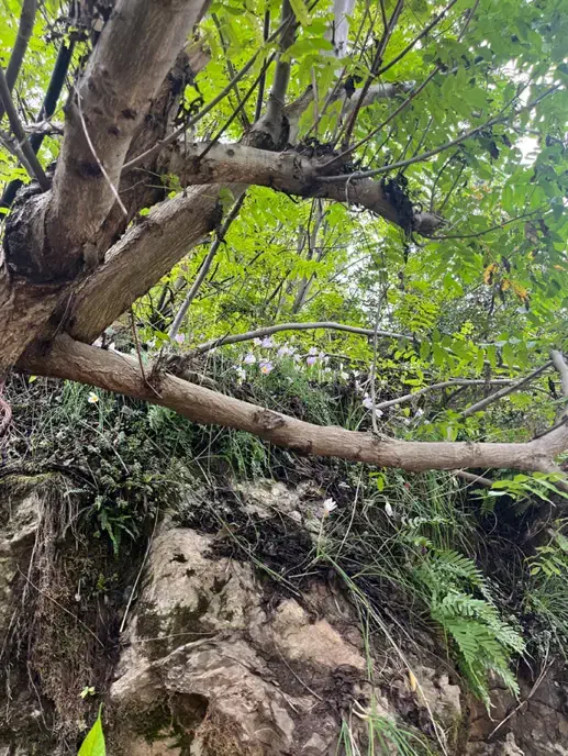 زمین ۱۰۰۰ متری باغ شهری مجموعه فاتحی|فروش خانه و ویلا|شیراز, شهرک سعدی|دیوار