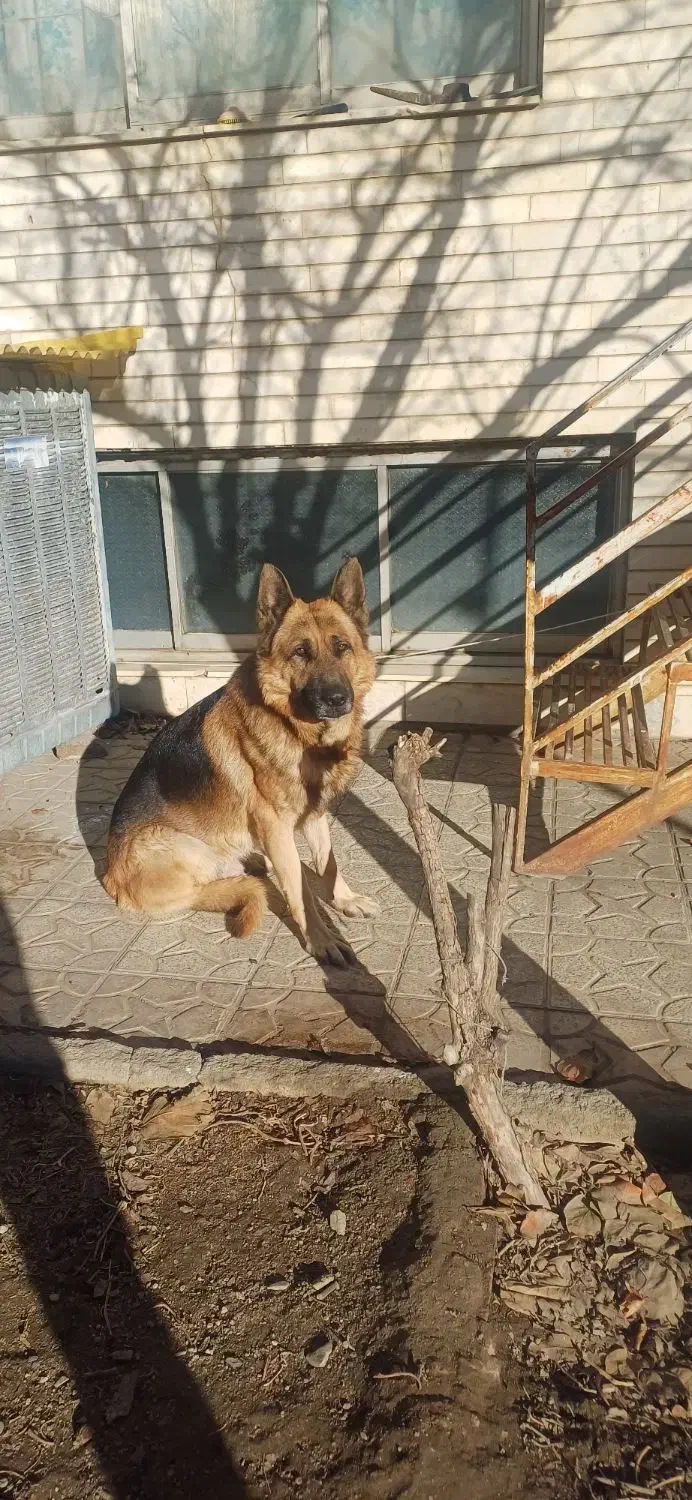 ژرمن شپرد|سگ|تهران, جردن|دیوار