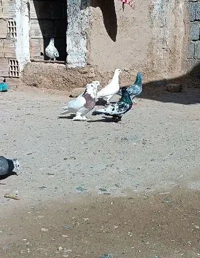 خال.|پرنده|زیرکوه, |دیوار