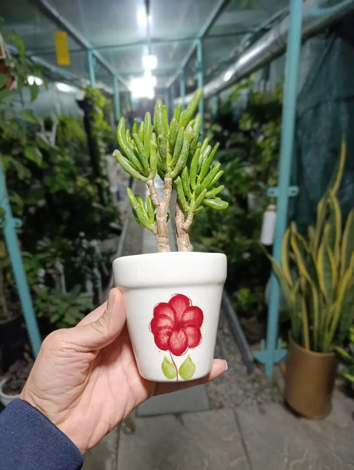 گل و گلدان|گل و گیاه طبیعی|رباط‌کریم, شهرک درخشان|دیوار