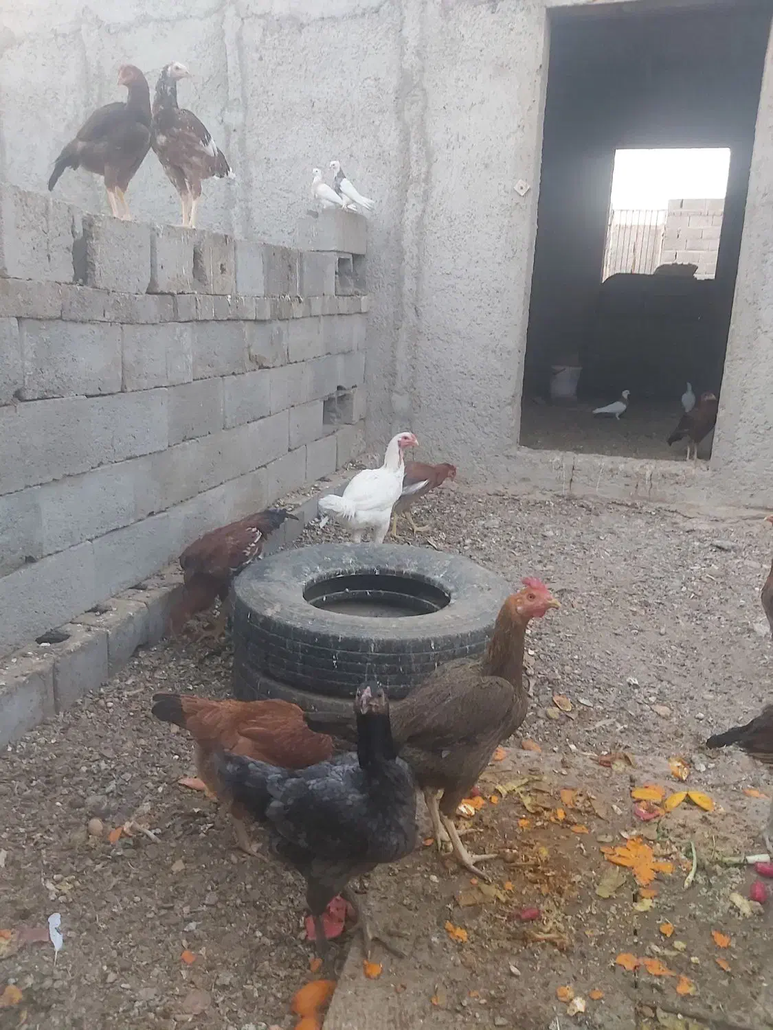 مرغ و خروس لاری|حیوانات مزرعه|بافق, |دیوار