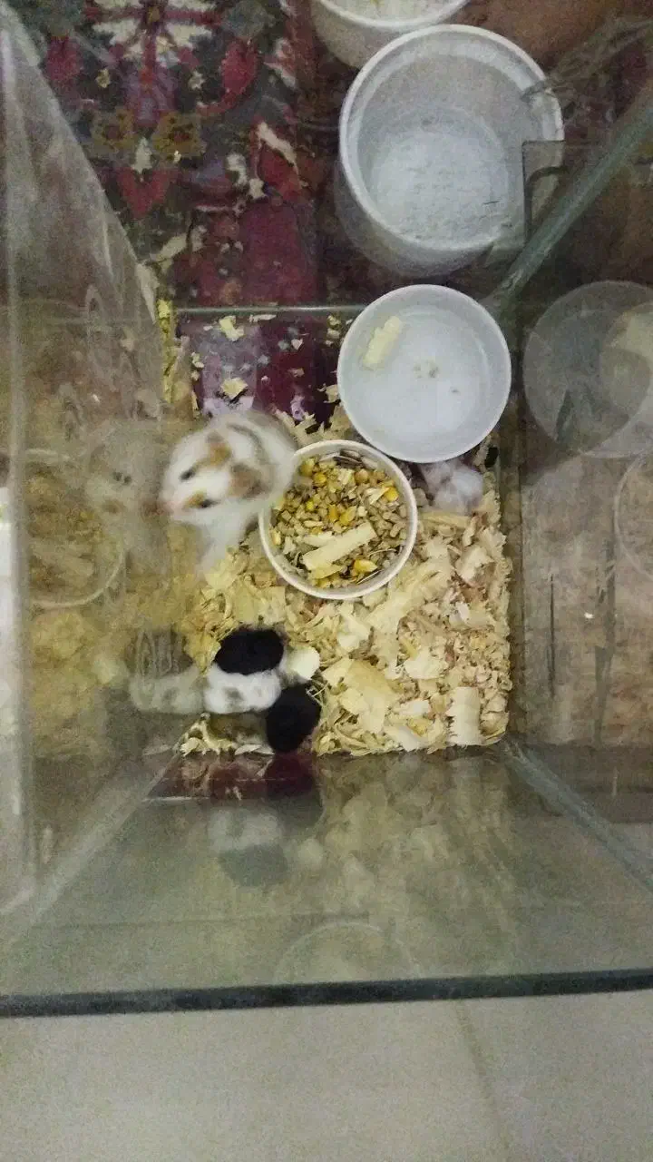 همستر سالم و دستی قیمت مناسب|موش و خرگوش|تهران, مخصوص|دیوار