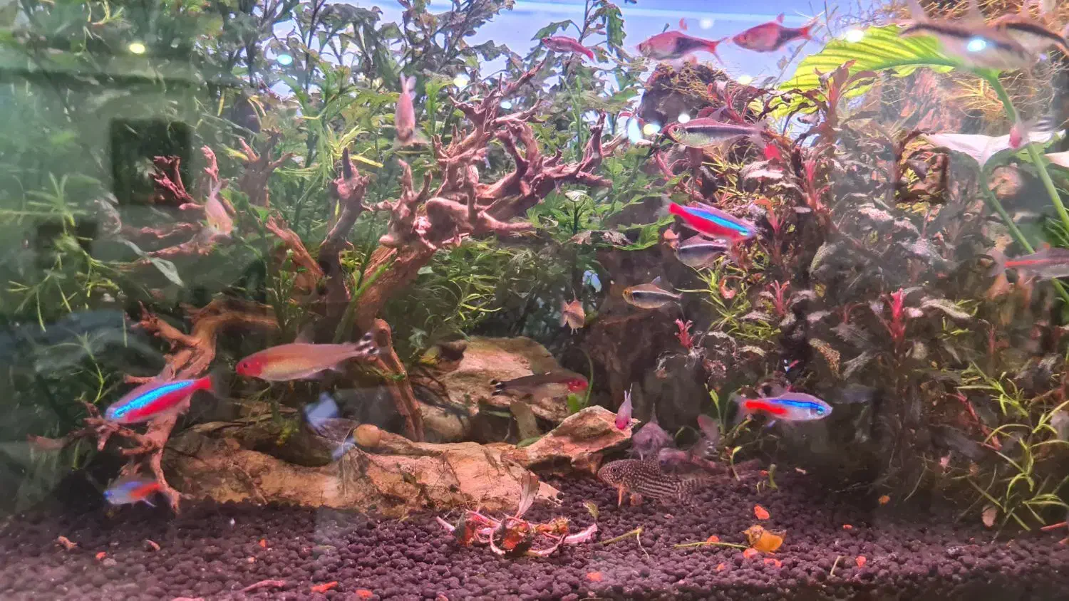 آکواریوم حرفهای پلنت|ماهی|تهران, شهرآرا|دیوار