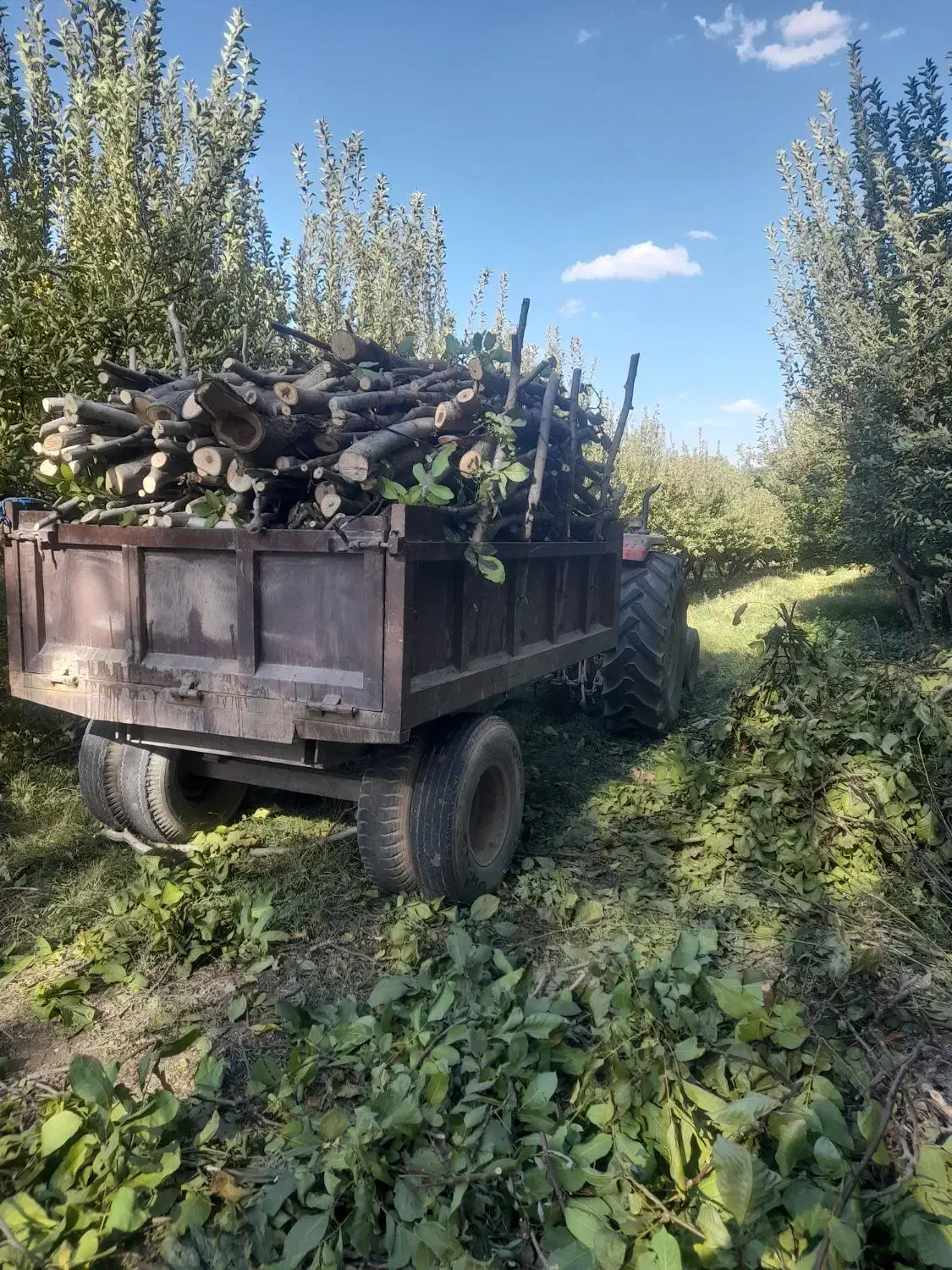 باسلام خریدارگردو سیب صنوبروغیر۰۰۰|خدمات باغبانی و درختکاری|نهاوند, |دیوار
