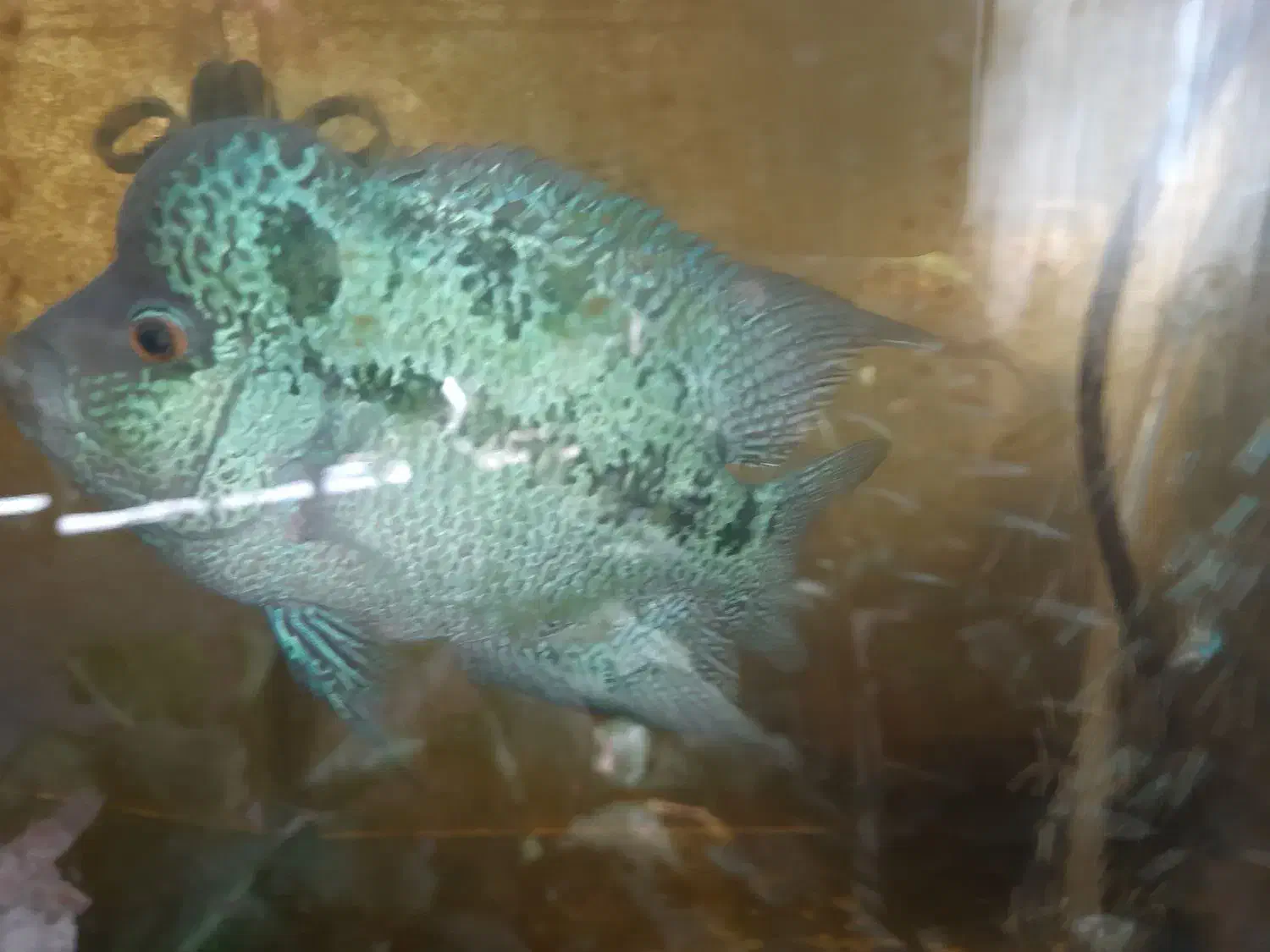 ماهی فلاور هورن و پرت|ماهی|تبریز, |دیوار