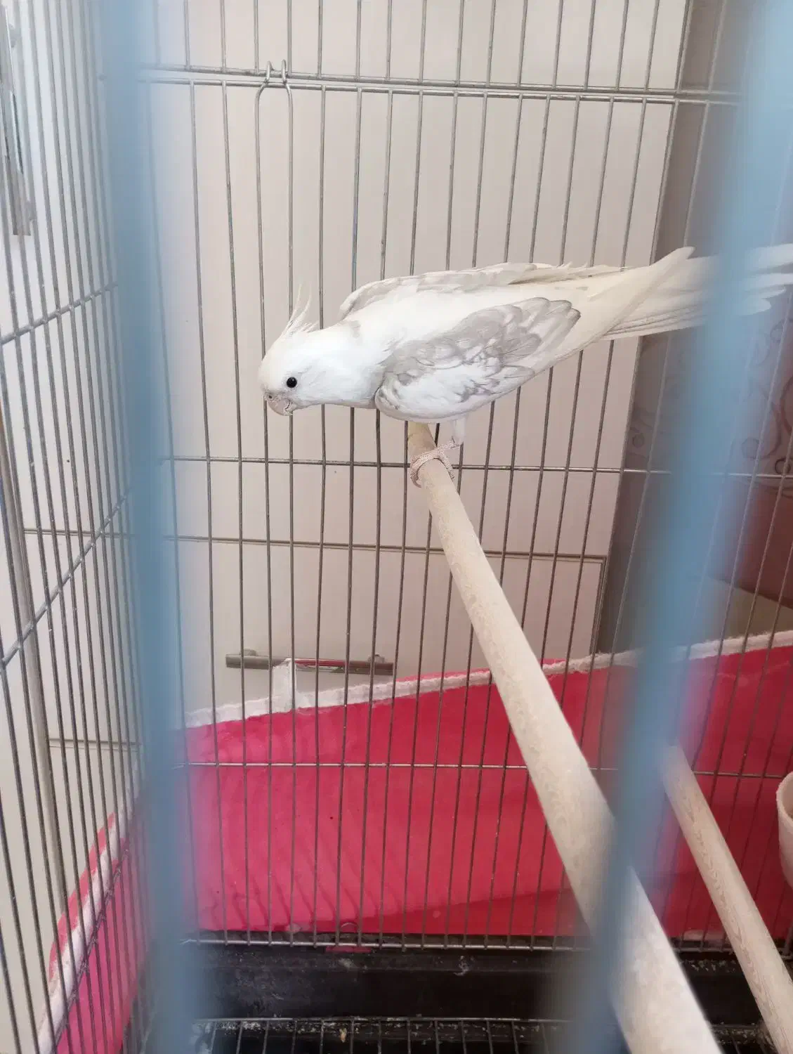 عروس آلبینو نر فوق‌العاده به شرط|پرنده|اصفهان, شهرک کاوه|دیوار