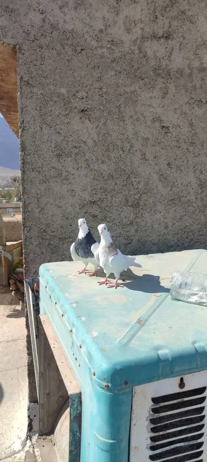 یکجفت کبوتر طوقی(عکس پدر مادر عکس اخر)|پرنده|زیباشهر, |دیوار