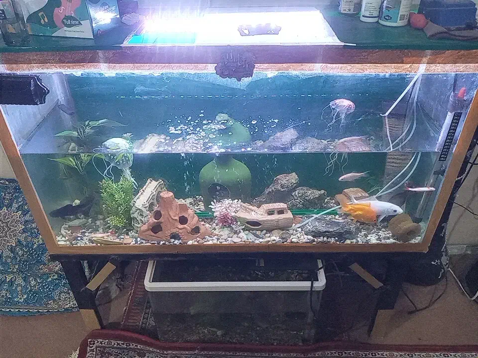 اکواریوم|ماهی|رامهرمز, |دیوار