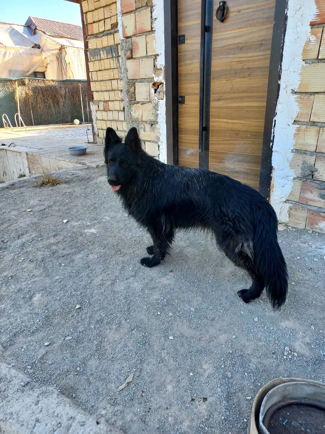 سگ گمشده ژرمن بلک|حیوانات|چهارباغ, |دیوار