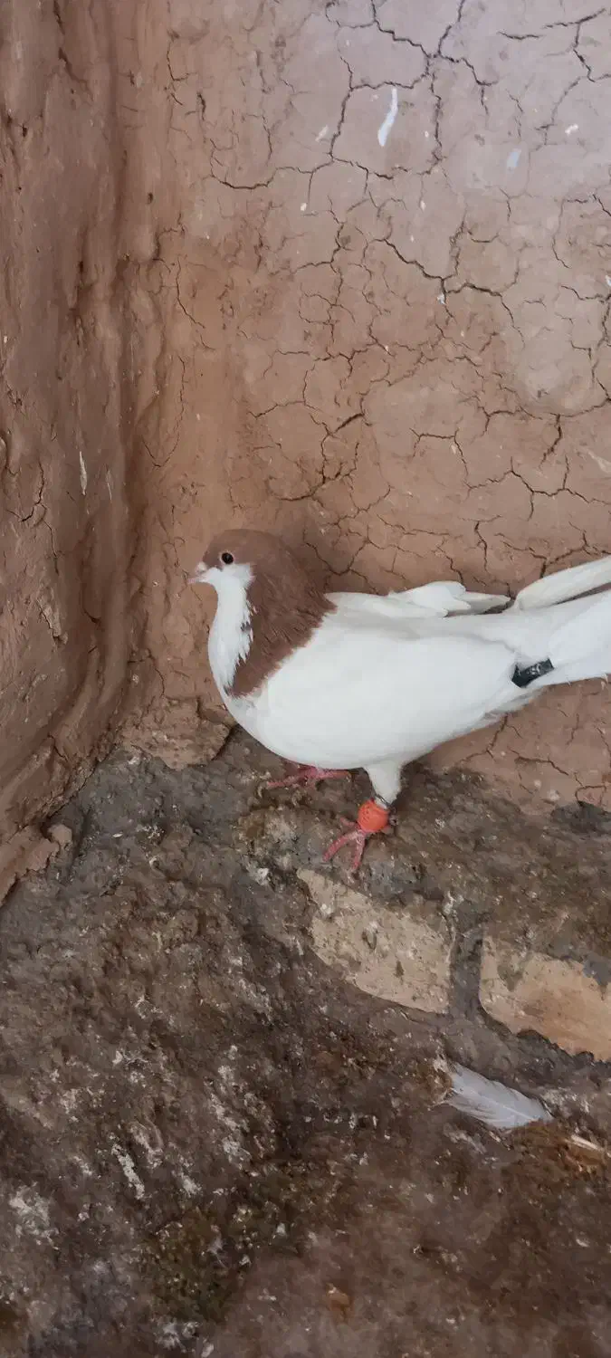 شصتی زرد نر|پرنده|اسفرورین, |دیوار