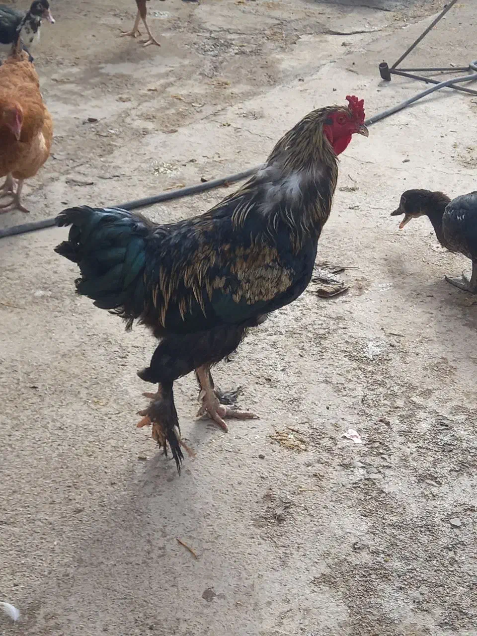 مرغ‌ و خروس برهما،مرغابی اسرائیلی|حیوانات مزرعه|ماهیدشت, |دیوار