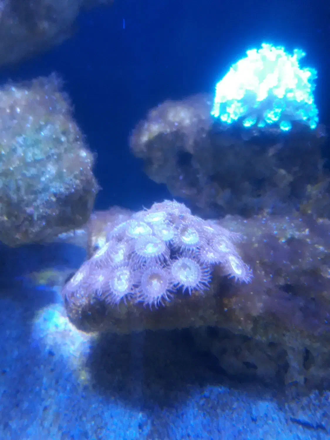 اکواریوم اب شور|ماهی|قزوین, |دیوار