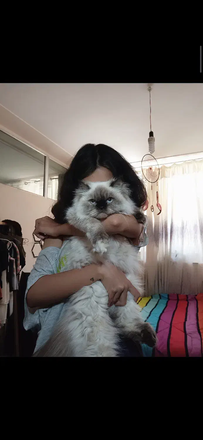 گمشده|حیوانات|اسفراین, |دیوار