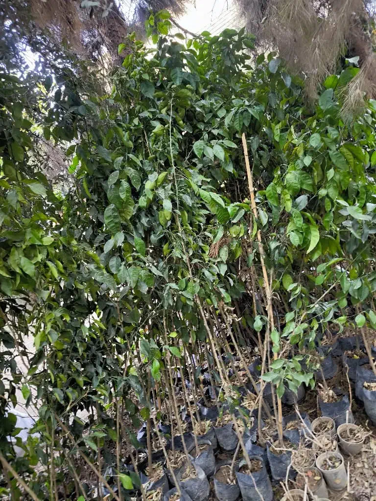 فروش انواع درخت و گل|خدمات باغبانی و درختکاری|شیراز, کوزه گری|دیوار