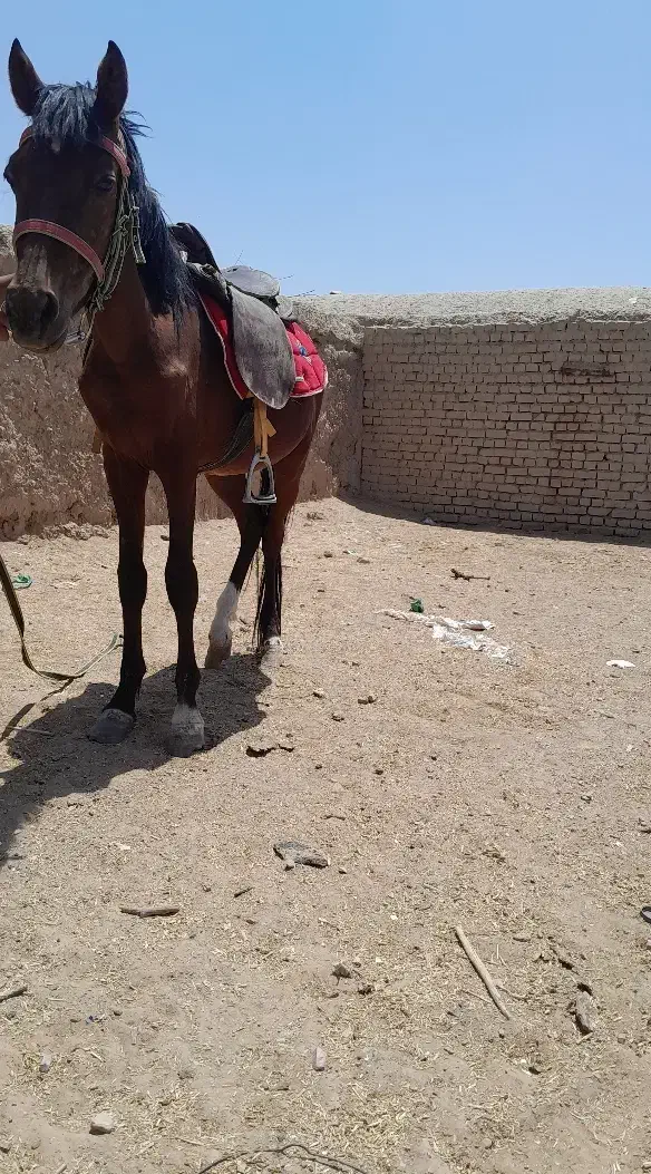 اسب|اسب و تجهیزات اسبسواری|نیمبلوک, |دیوار