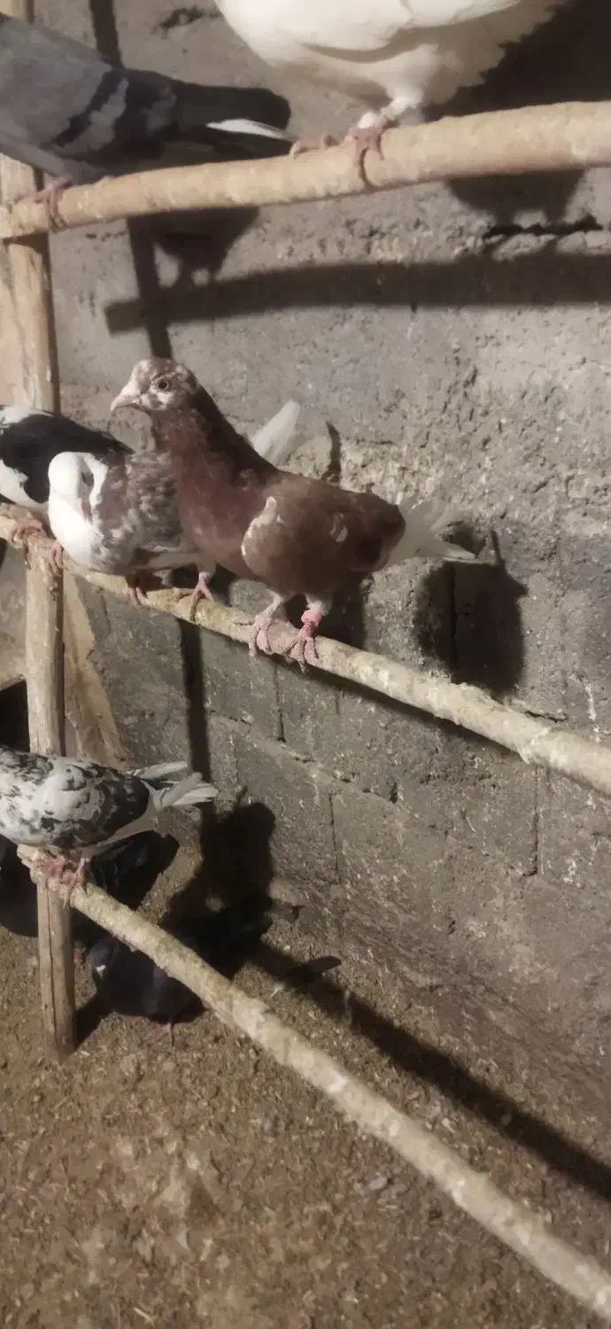 کبوتر غریبه|پرنده|نقده, |دیوار