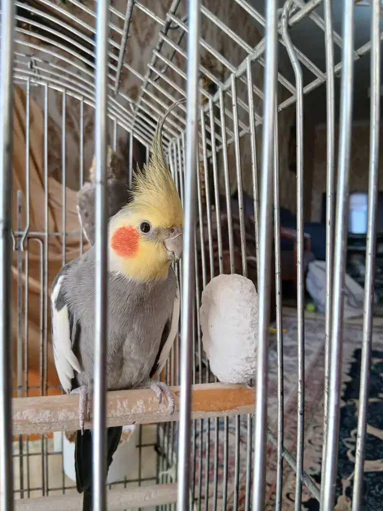 یک جفت عروس هلندی|پرنده|کرج, اسدآباد|دیوار