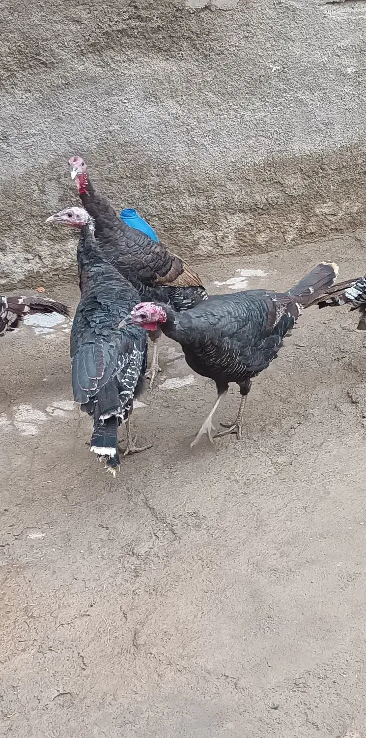 بوقلمون محلی سیاه|حیوانات مزرعه|هرسین, |دیوار