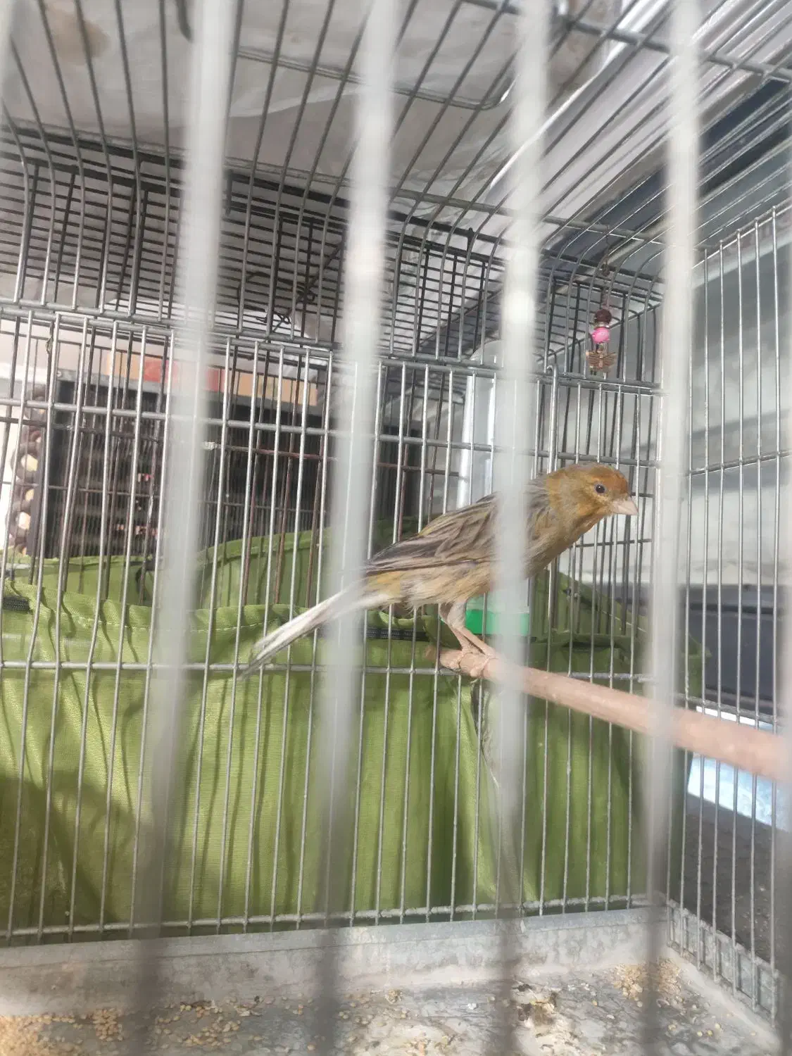 سهره قناری و دو عدد گلبسر|پرنده|تهران, جابری|دیوار