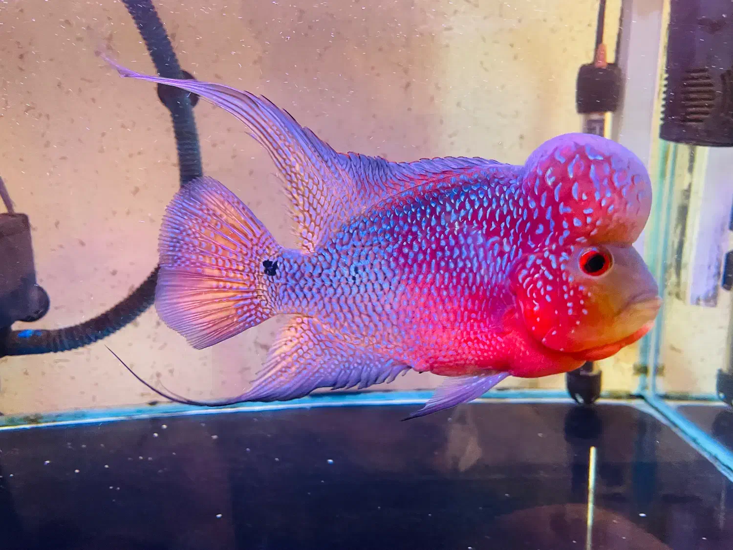 ماهی فلاور|ماهی|شیراز, غدیر جنوبی|دیوار