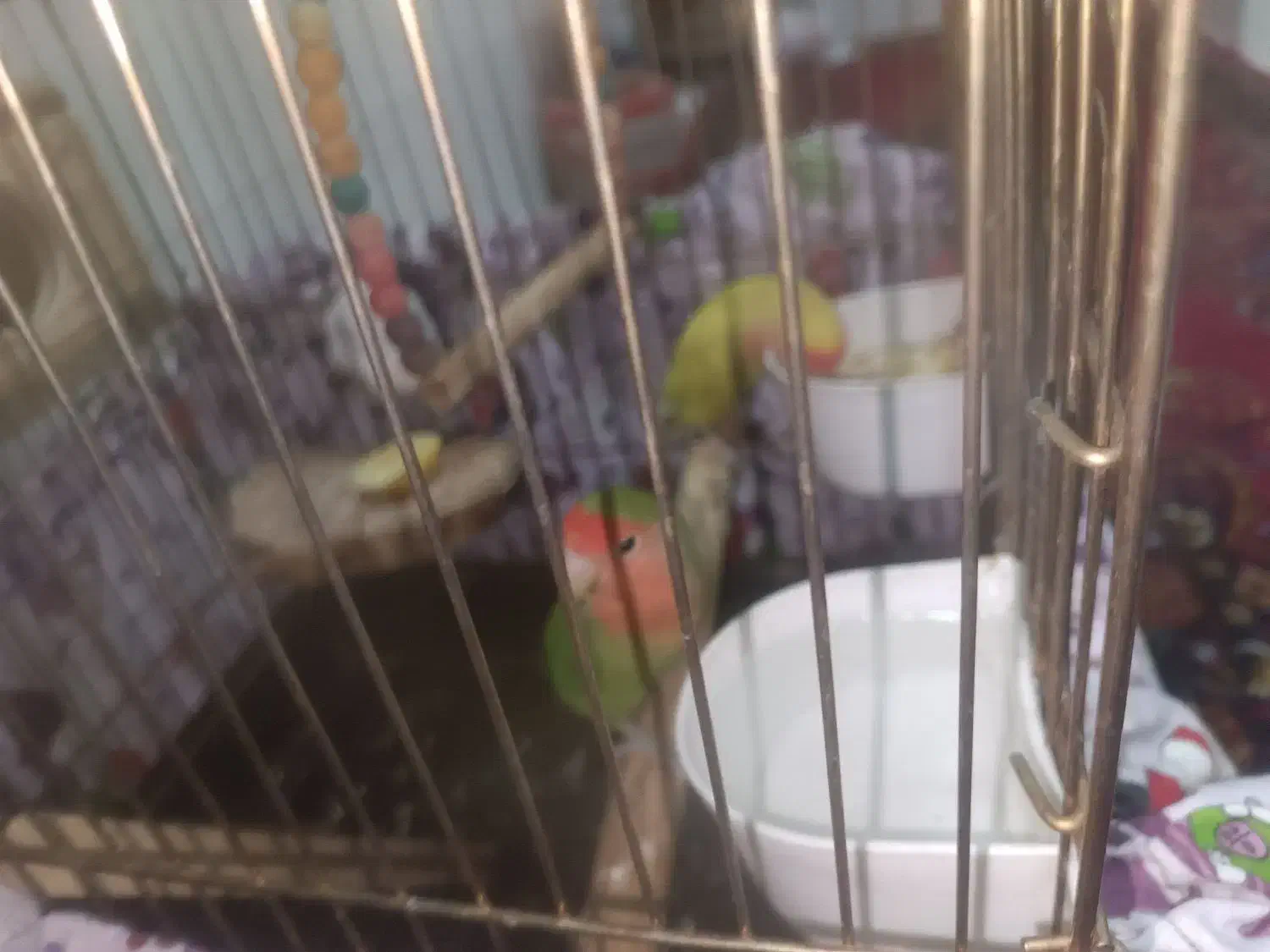 طوطی برزیلی|پرنده|چهاردانگه (تهران), |دیوار