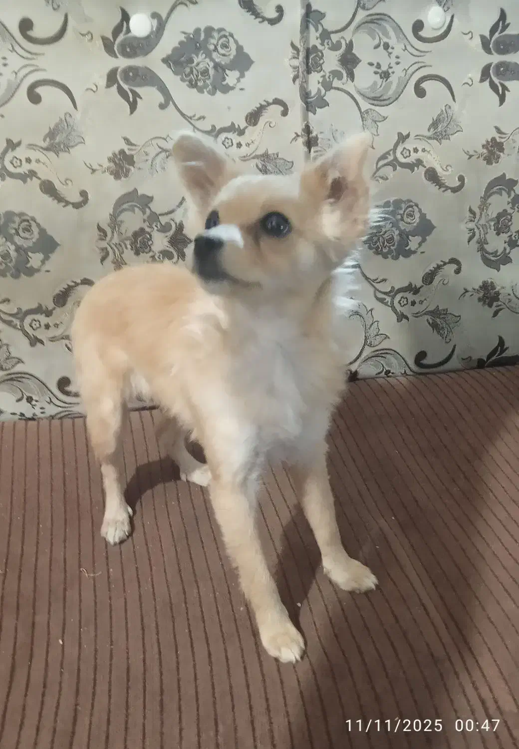 سگ پاپی.هشت ماهه|سگ|تربت‌حیدریه, شهرک ولیعصر|دیوار