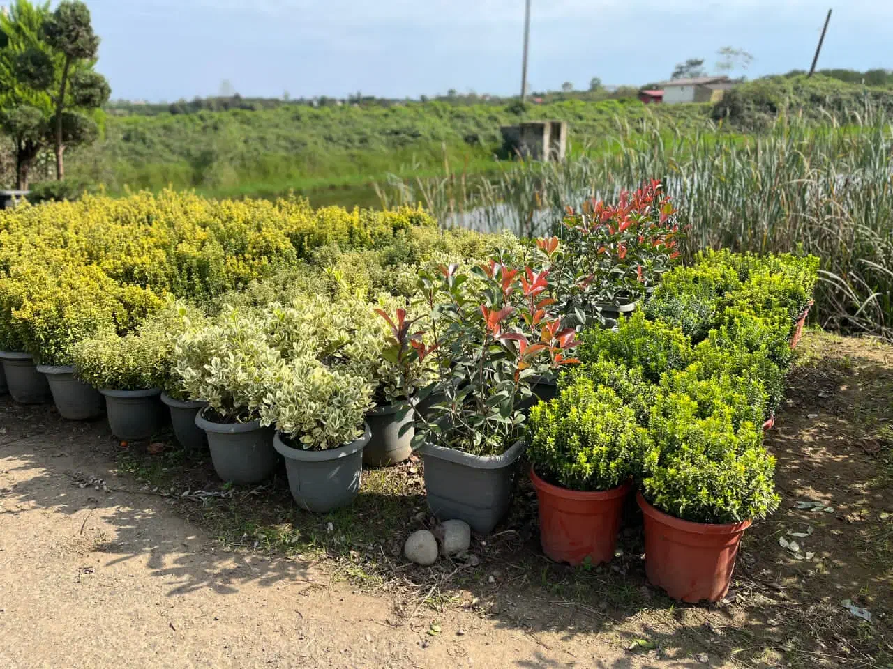 کاشت درخت و طراحی باغ و باغشهر|خدمات باغبانی و درختکاری|صدرا-فارس, فاز ۱|دیوار