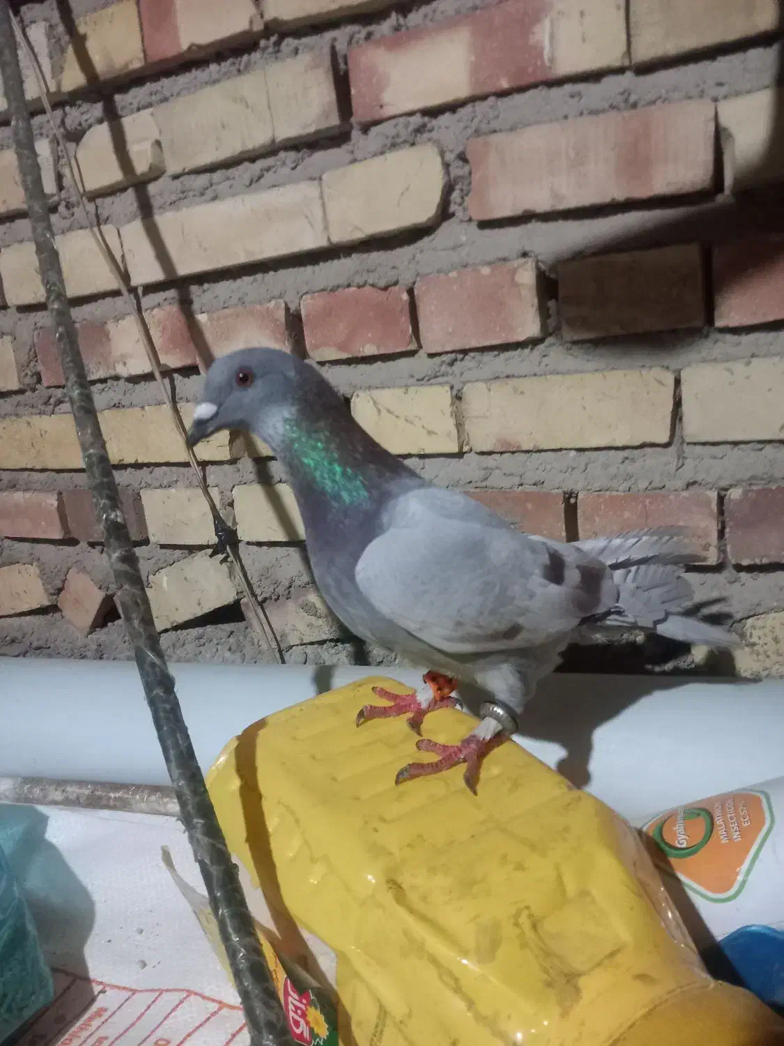 کبوتر فیلی|پرنده|مینودشت, |دیوار