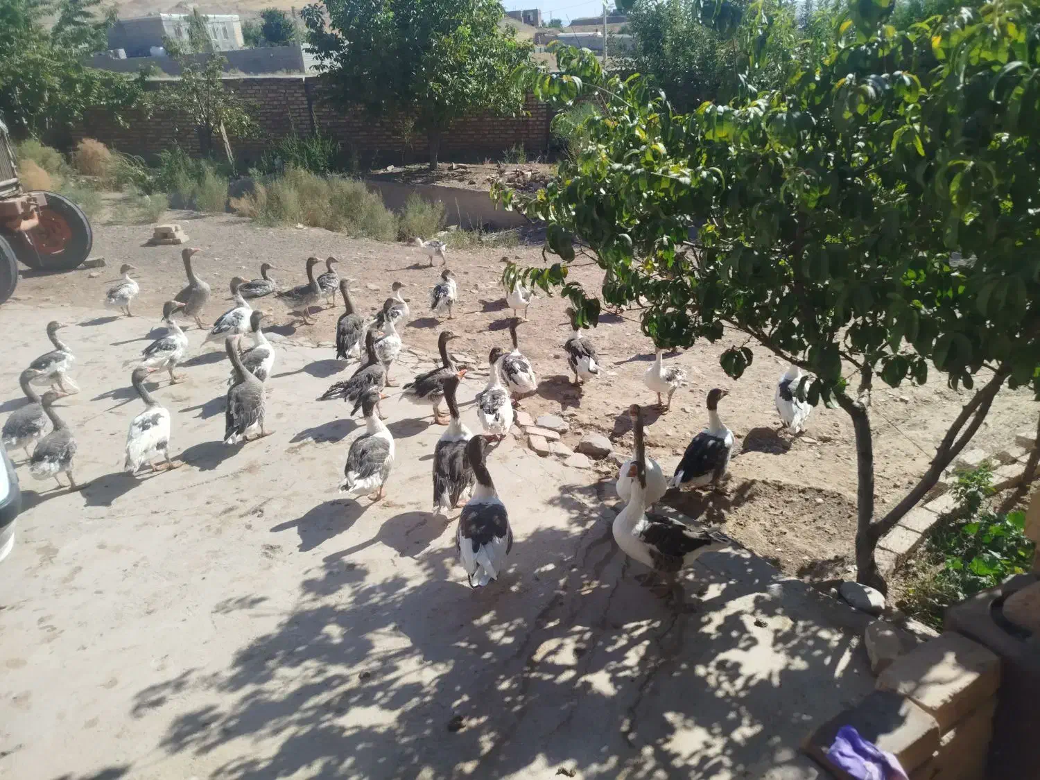 غاز|حیوانات مزرعه|میانه, |دیوار