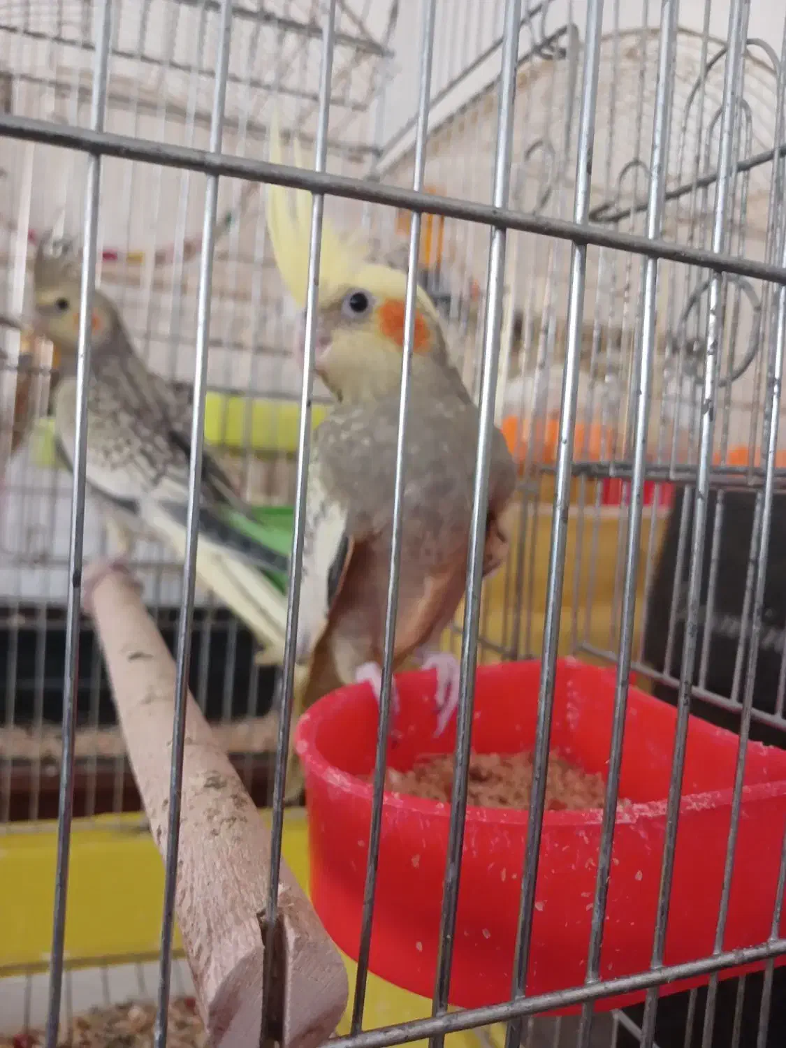 عروس هلندی گلباقالی ،مرواریدی،ابلغ|پرنده|همدان, |دیوار